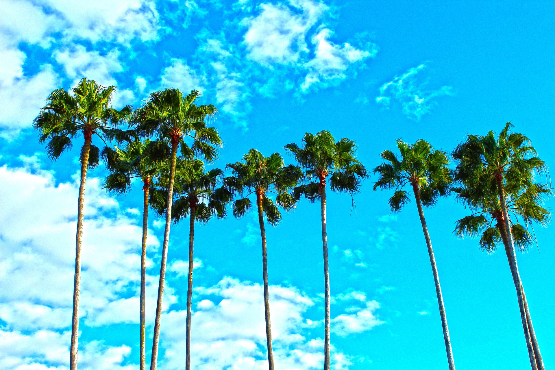 Links about Florida and Cape Coral Links über Florida und Cape Coral